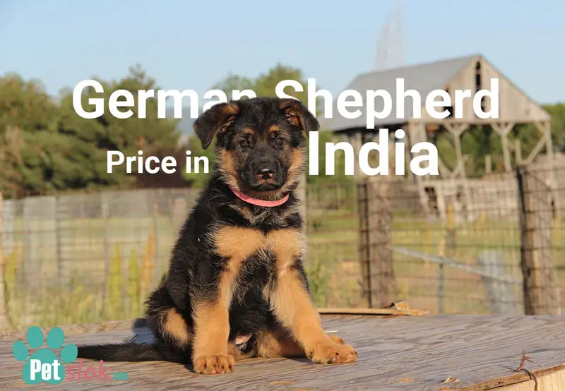 german shepherd dog real price