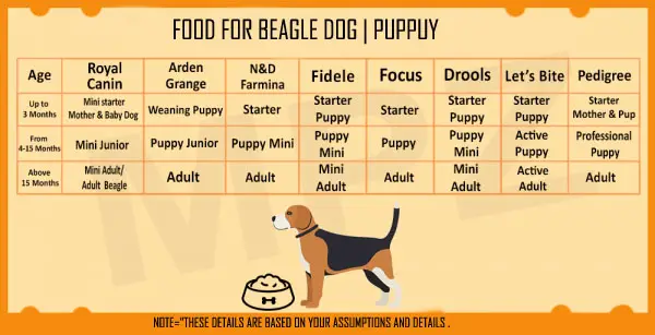 Beagle Puppy Size Chart