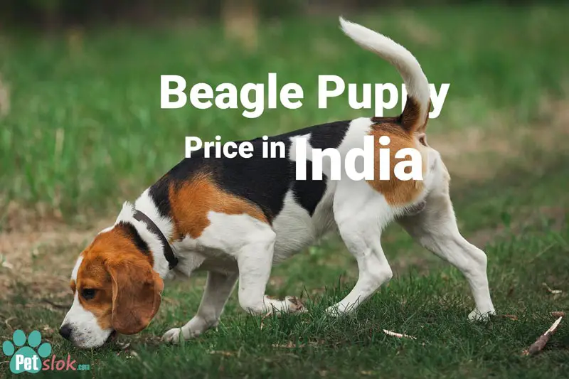 average cost of beagle puppy