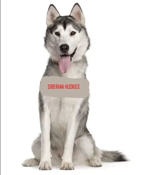 Funny Siberian Husky Kennel In India