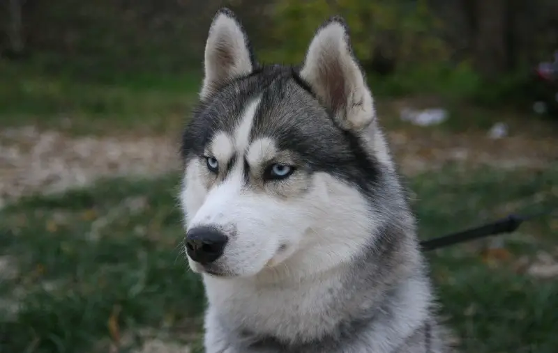 siberian-husky-puppy-s-price-in-india-with-monthly-expenses-pet-slok