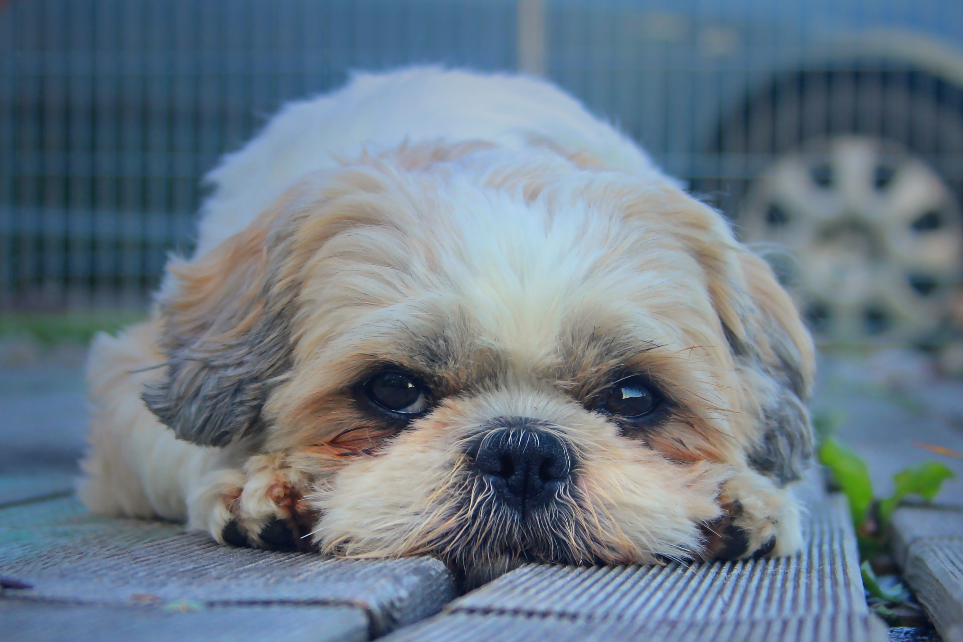 shih tzu price