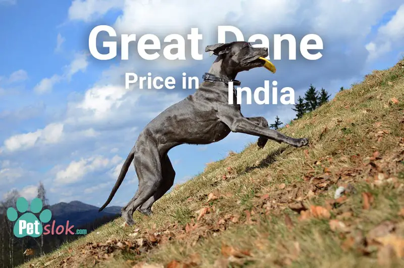 Great Dane Puppy Price In India and Monthly Expenses – Pet slok