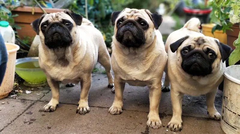 Pug Puppy Price in India with Monthly Expenses – Pet slok