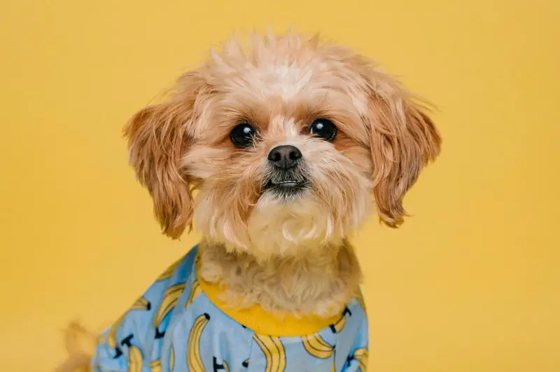 Shih Tzu Puppy Price In India and Monthly Expenses Pet slok