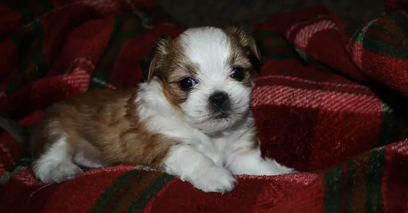 Shih Tzu Puppy Price In India and Monthly Expenses Pet slok