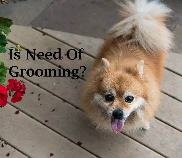 Pomeranian price in India How Much It Cost And Why? Pet