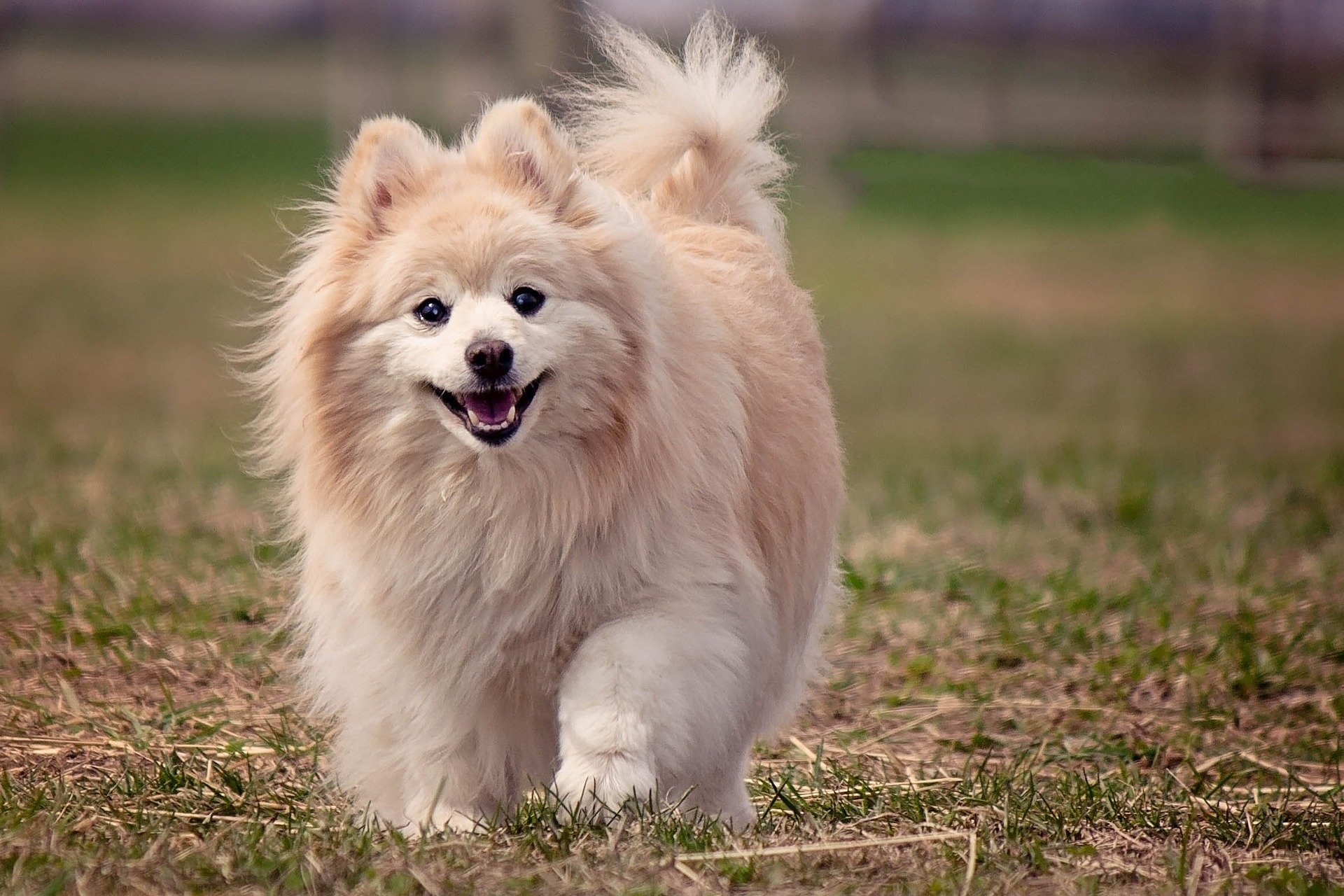 Pomeranian dog - Wikipedia