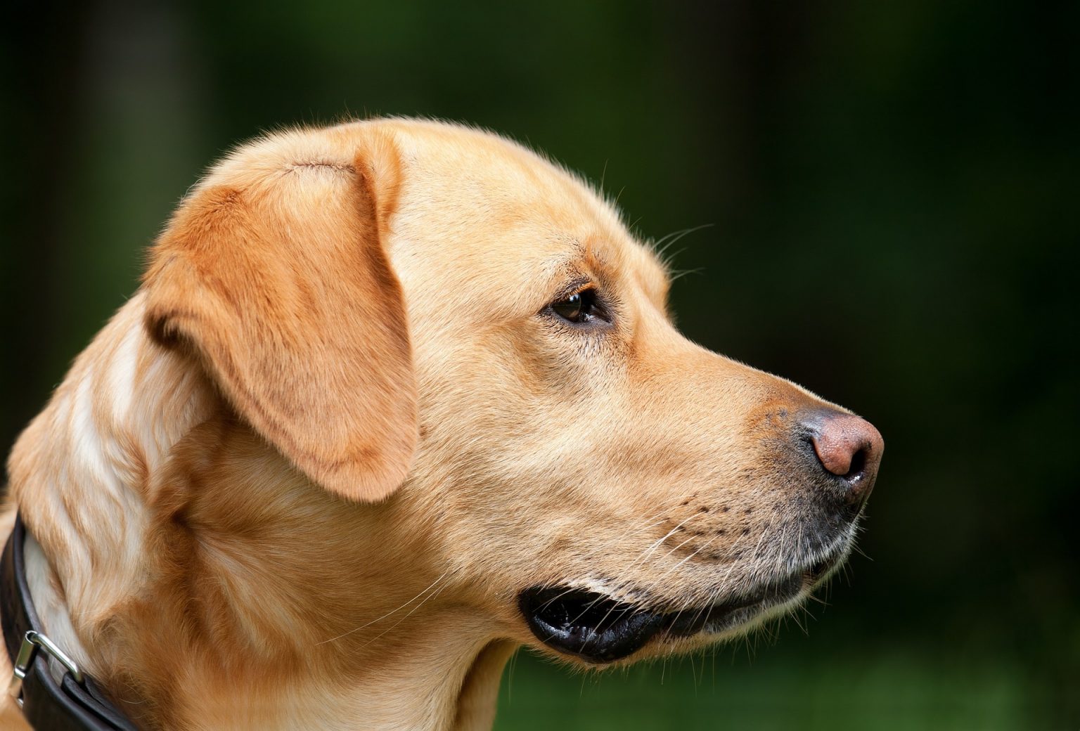 How Much Do Labradors Cost? Price of Labradors - Petslok