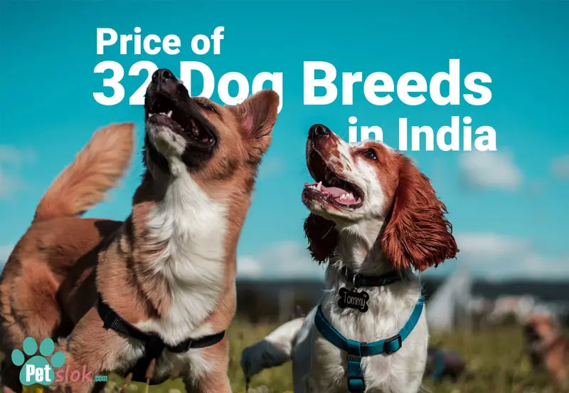 indian dog breeds price list