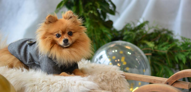 Pomeranian Puppy Price in India with Monthly Expenses