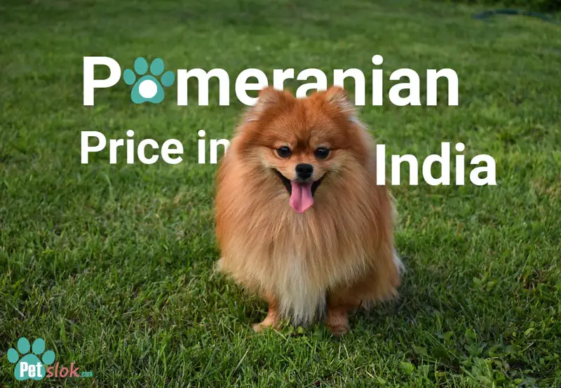 Pomeranian Puppy Price in India with Monthly Expenses