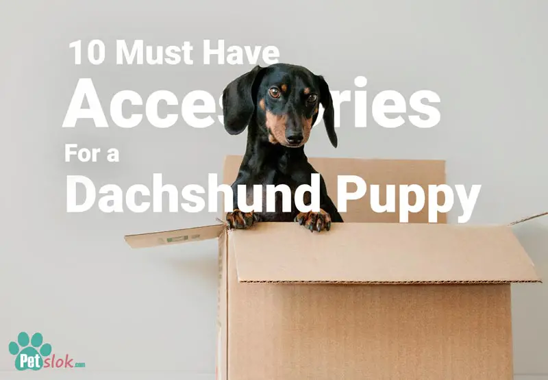 accessories for dachshund puppy