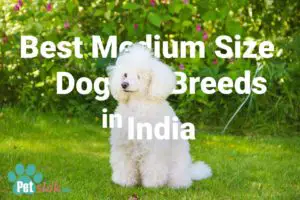 Best medium size dogs in India