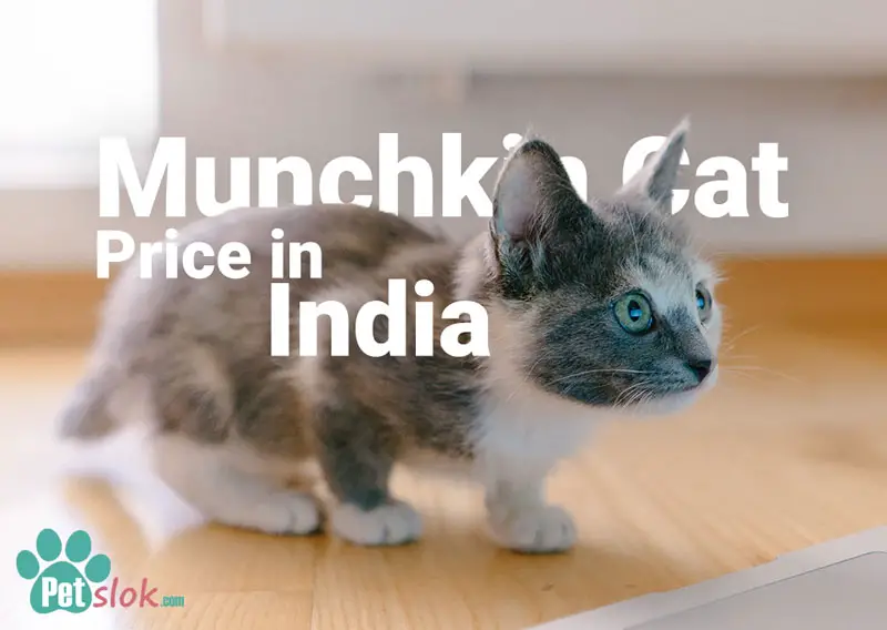 munchkin cat price