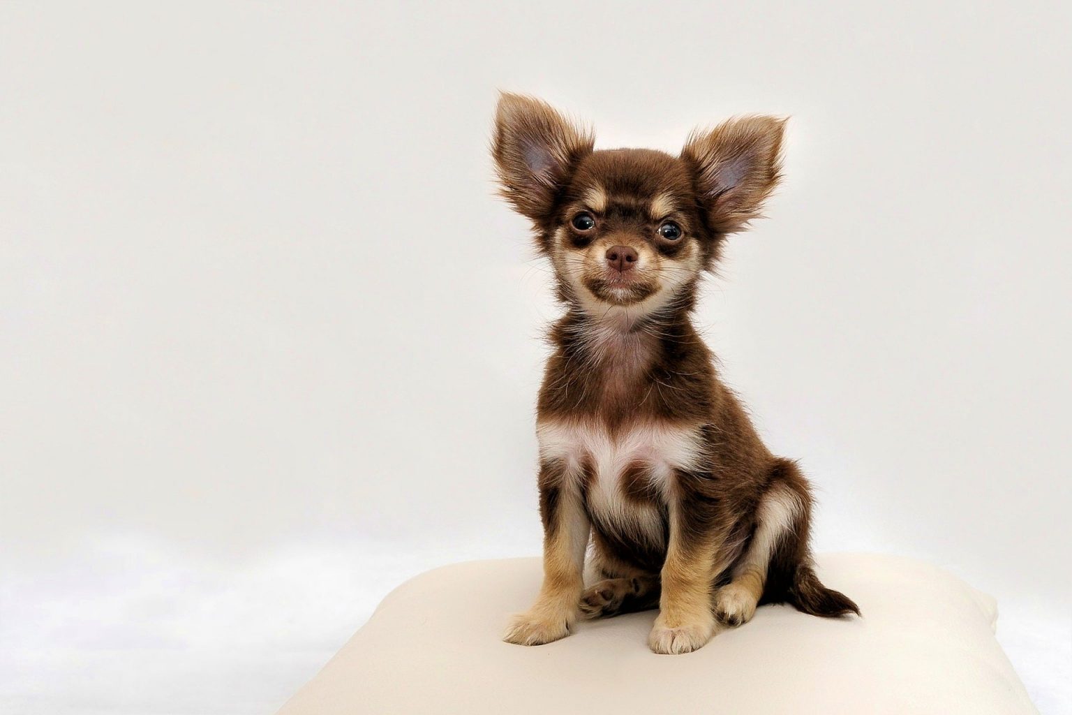 mini chihuahua cost