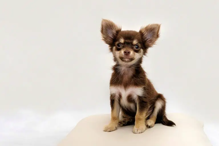 How Much Do Chihuahuas Cost? Price of Chihuahuas Petslok