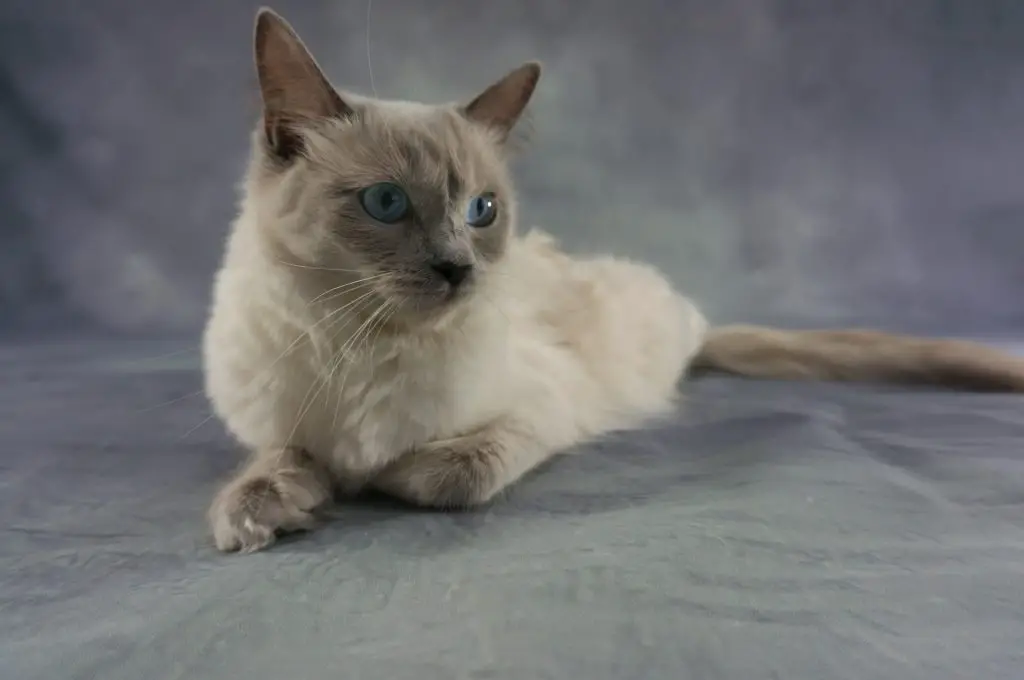 How Much Do Ragdoll Cats Cost? Price of Ragdoll Cats – Petslok