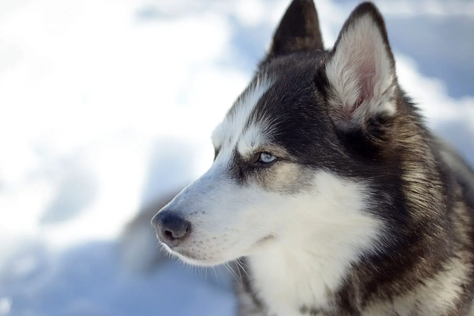 10 Pros and Cons of Siberian Huskies – Petslok