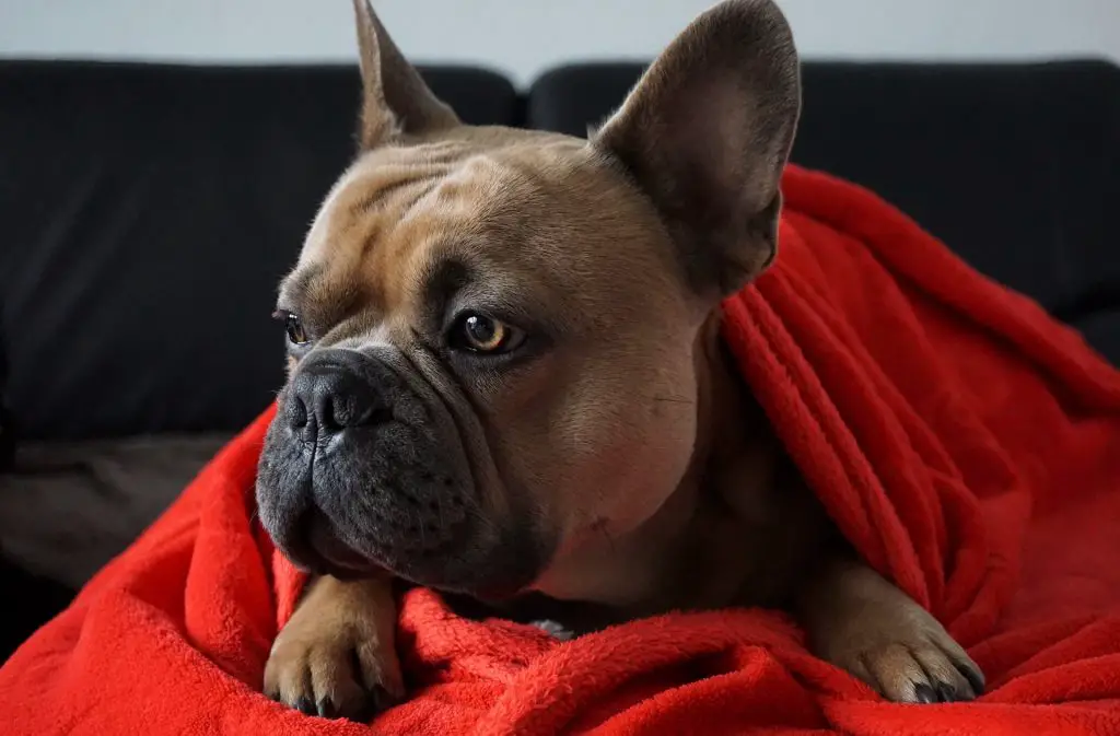 How Much Do French Bulldogs Cost? Price of French Bulldogs – Petslok