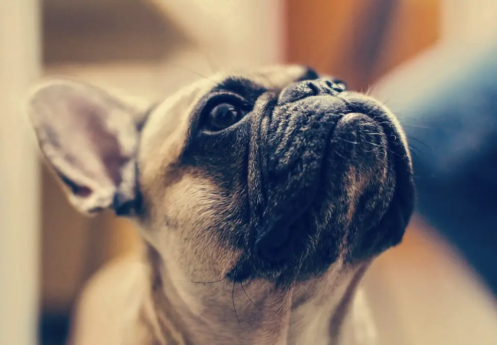 10-pros-and-cons-of-french-bulldogs-petslok