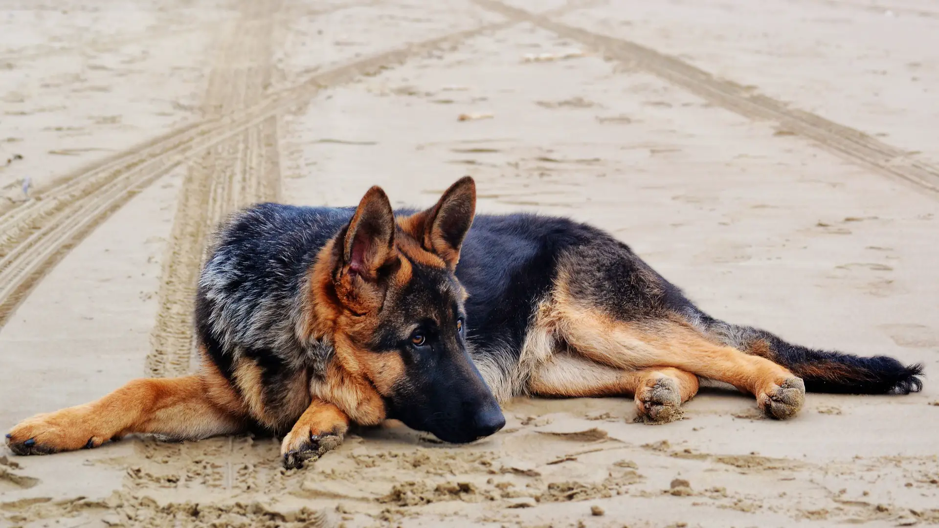 Pros and Cons of German Shepherds
