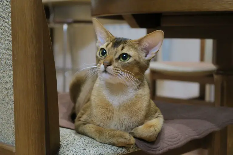 How Much Do Abyssinian Cats Cost? Price of Abyssinian Cats Petslok