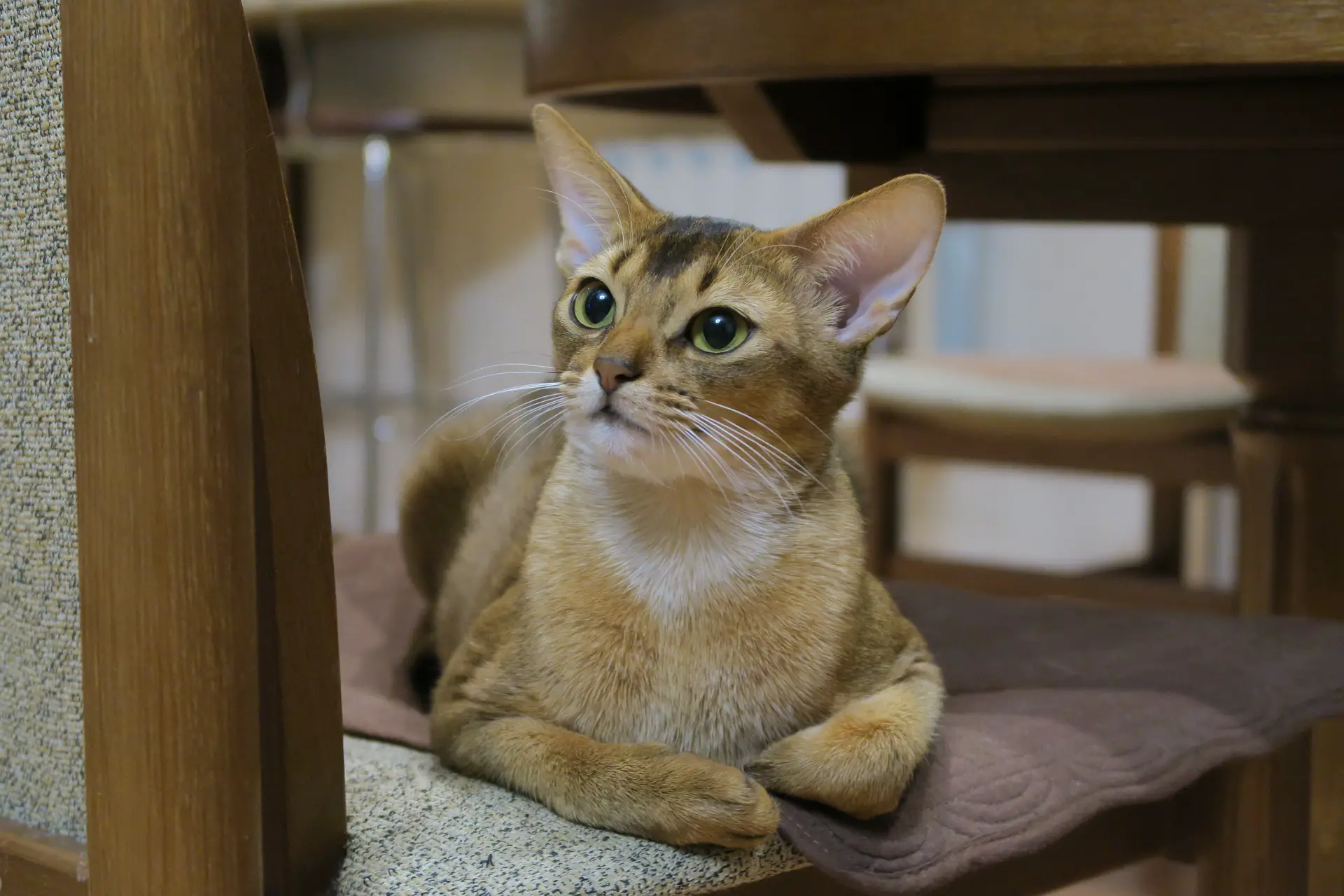 Abyssinian Cat Price