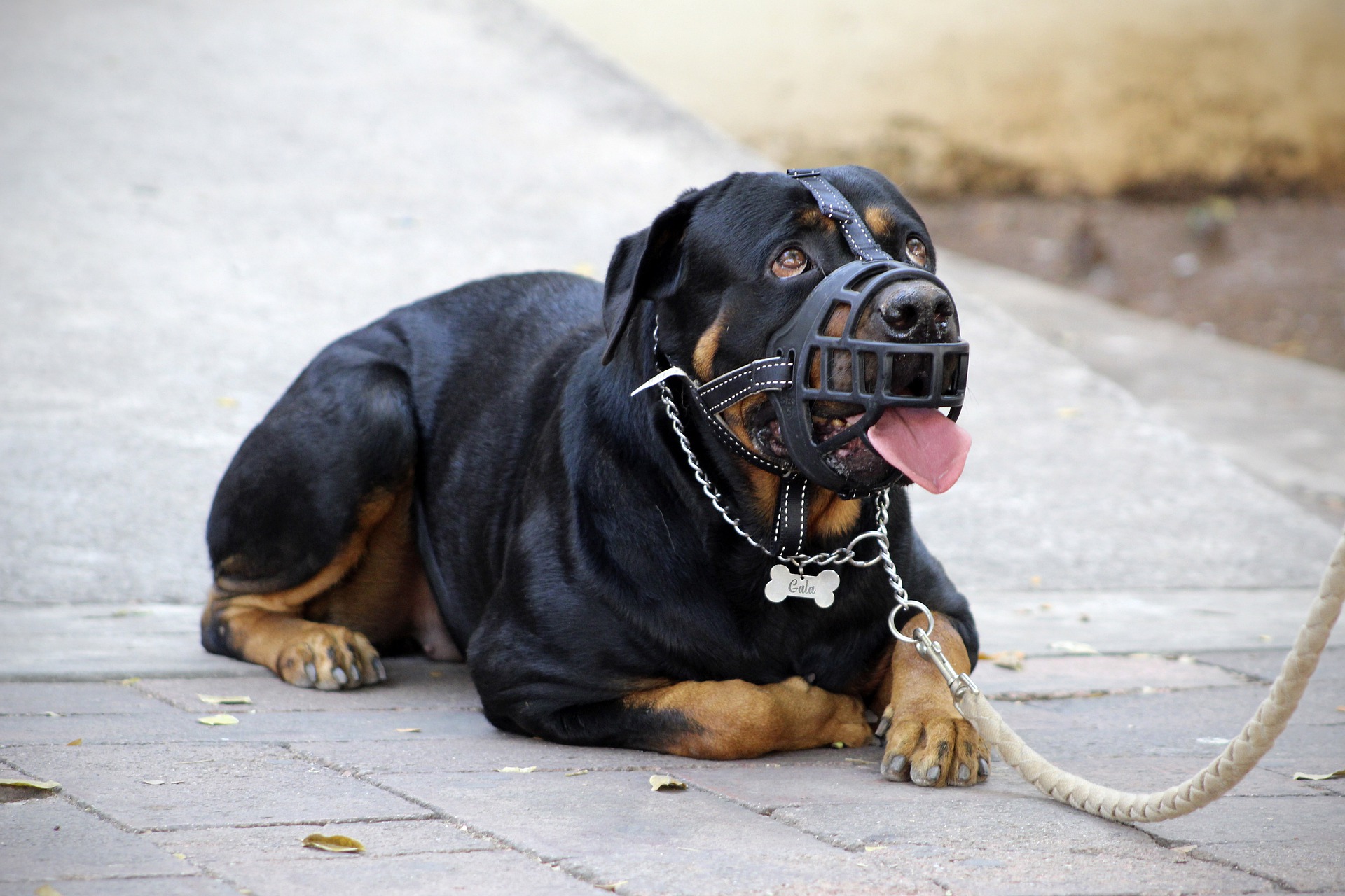 pros and cons of rottweiler