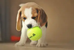 beagle exercises